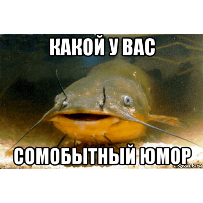 мемы про рыб и каламбуры с сомами эта лучшая вещь в вашей жизни, поверьте мне на слово (шутка :Р )