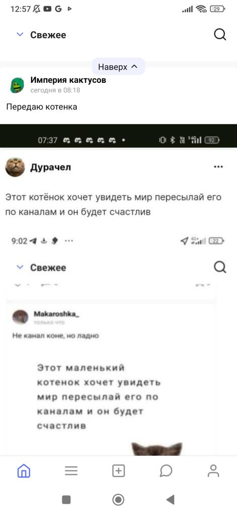 Канал ТВ коты: этот котёнок хочет увидеть мир передавайте его