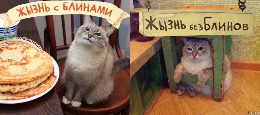 Жалко кота