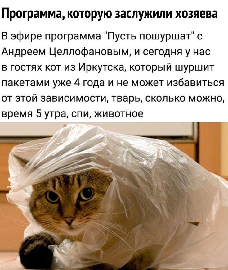 Кошак тв представляет!