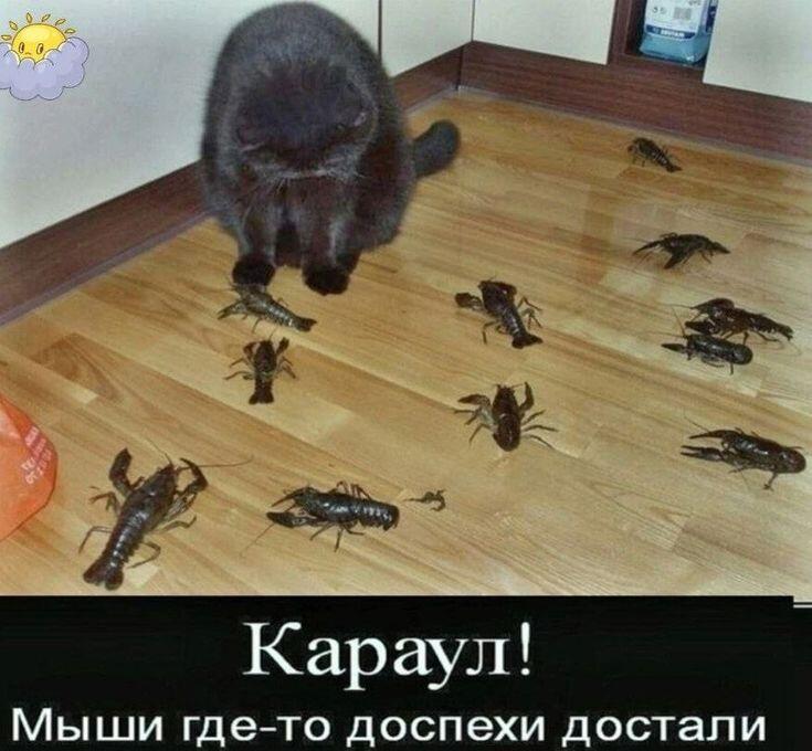 Капец они донатеры конечно