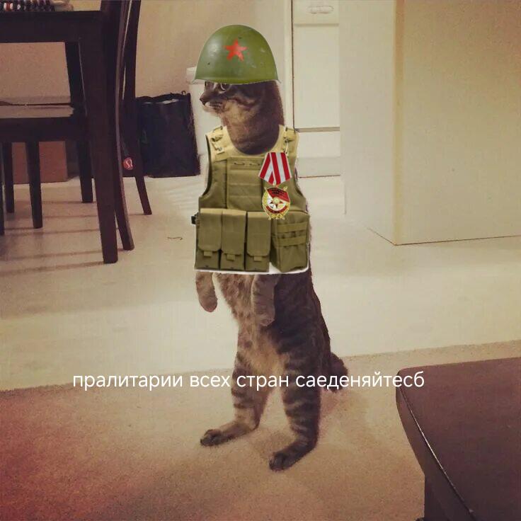 Всем привет! С днём Победы!
В этот день наш "СССР" победил Германию!
Ура! Ура! МЯЯЯЯЯЯУ!!!