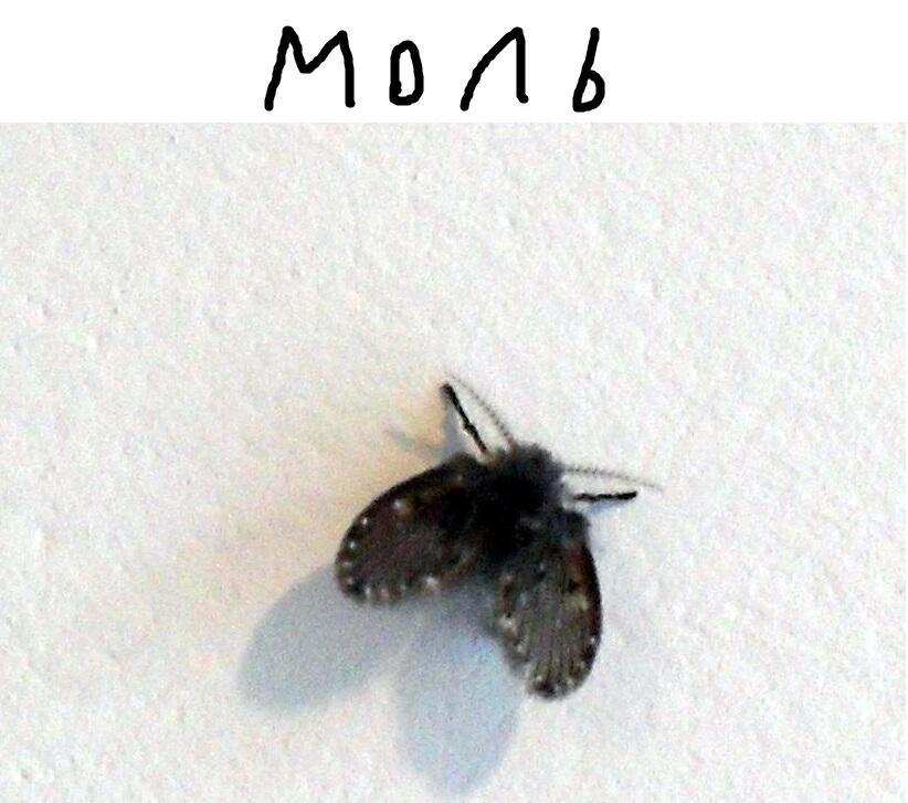 моё любимое насекомое