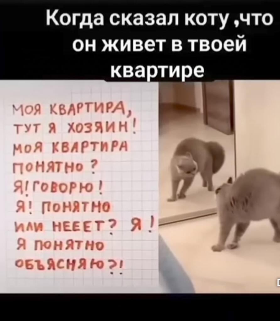 Мем от bendy cat