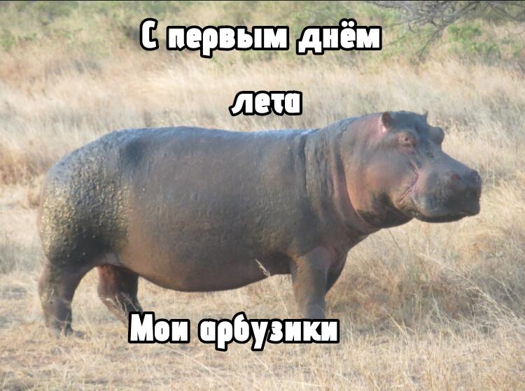 Я решил если среда это лягушки то первый день лета это бегемоты)