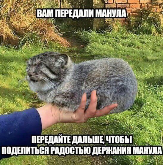 Мем без подписи