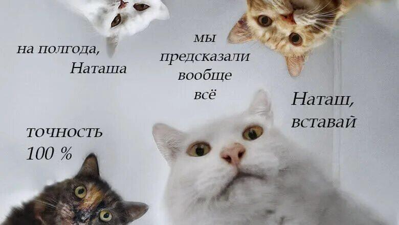 Коты предсказатели