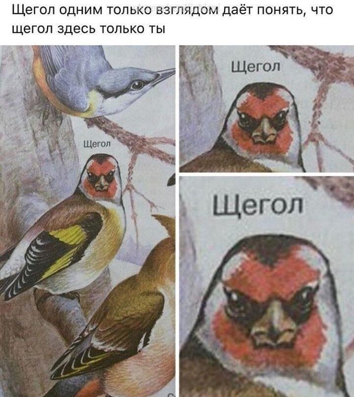 Мем без подписи