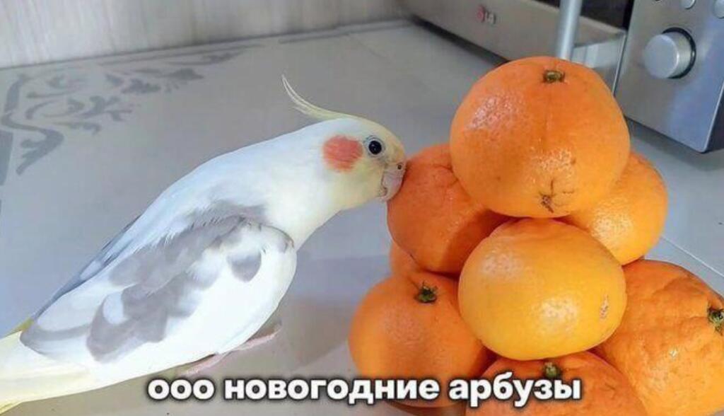 Это теперь мой любимый мем