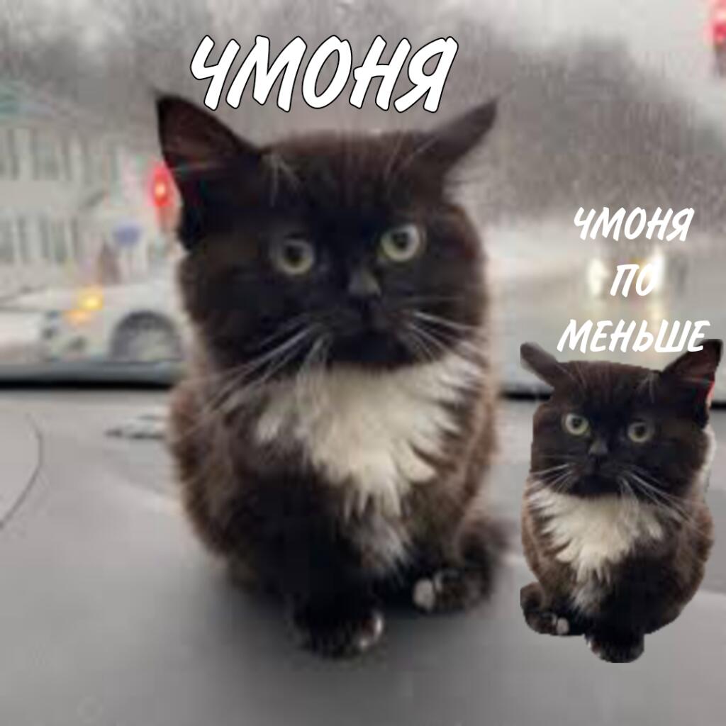 Чмоня
