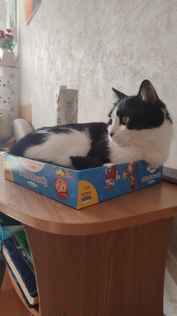 Я не знаю что вам выкладывать поэтому вот вам мой котик в коробочке от настолки