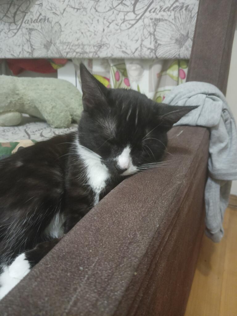 Кошка спит, она устала
Так мне бабушка сказала...