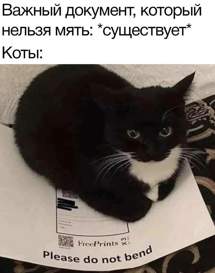 Кот максвел)