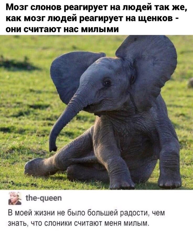 Всегда когда дела идут плохо, вспоминайте что слоны считают вас милыми❤️