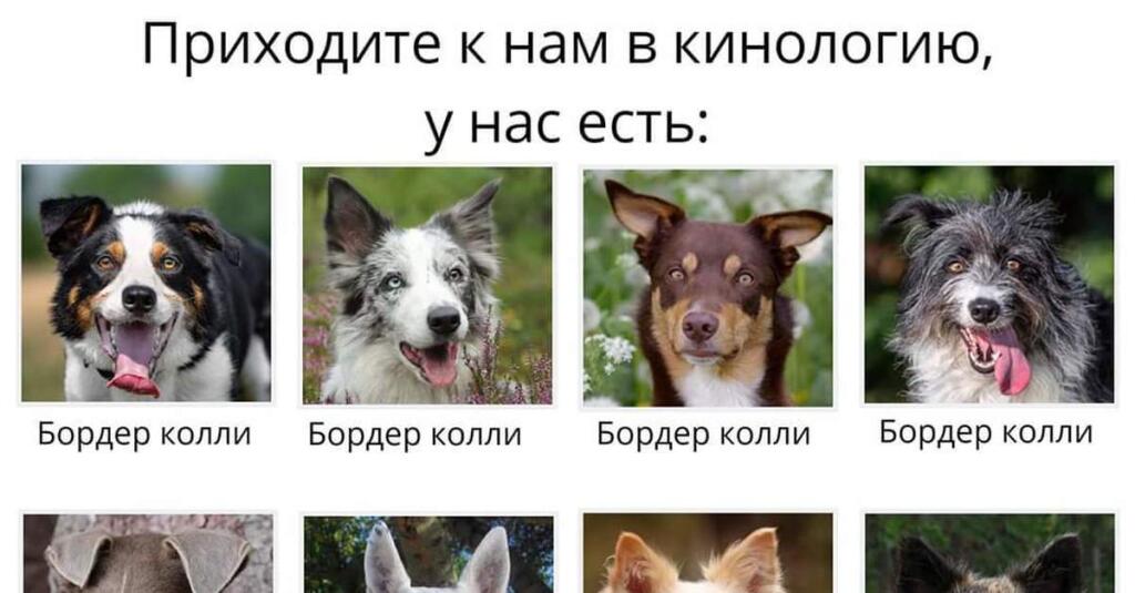 а большего и не надо...я молюсь на бордеров 🙏🙏🙏