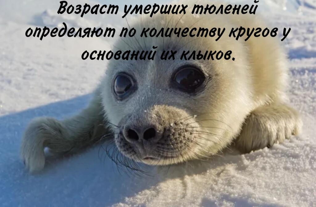 Три факта про тюленчиков