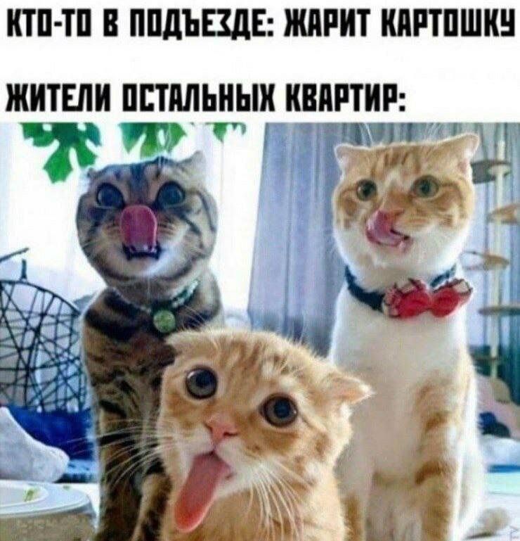 Мем от Фантоккио Великий 2.0