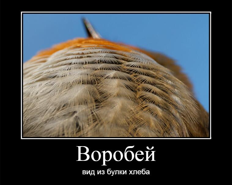 Мем без подписи