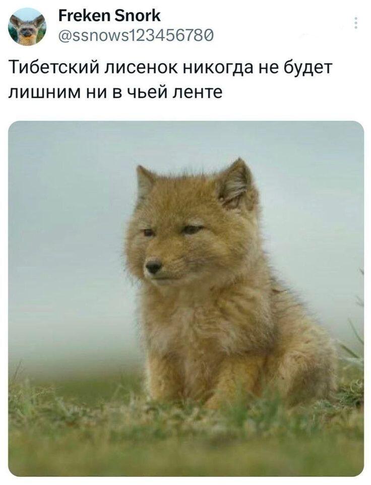 Мем от Империя кактусов[ПЛМ]