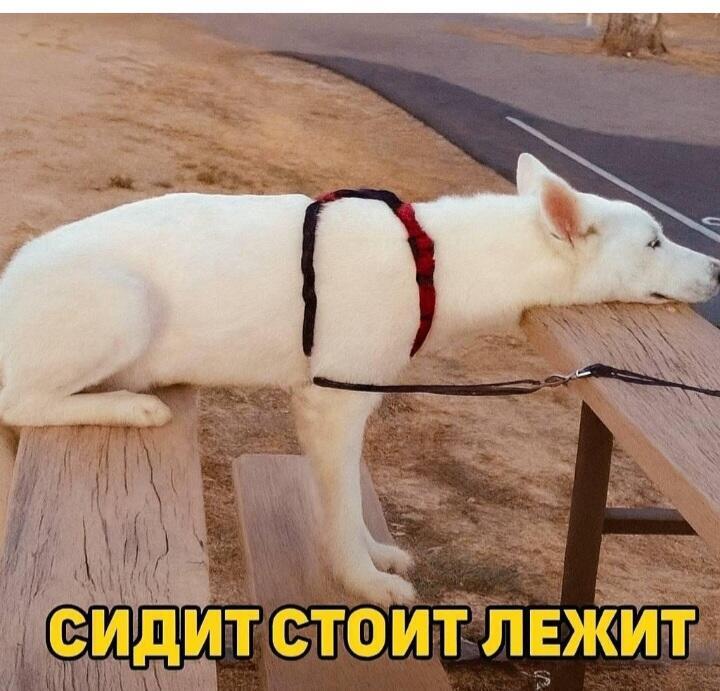 кофе помогает от альцгеймера альцгеймер помогает от кофе помогает от к...
