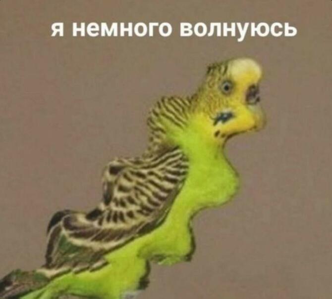 Волнистый попуга
Мне пока нечего выкладывать, поэтому держите мем, может завтра выложу рисунок