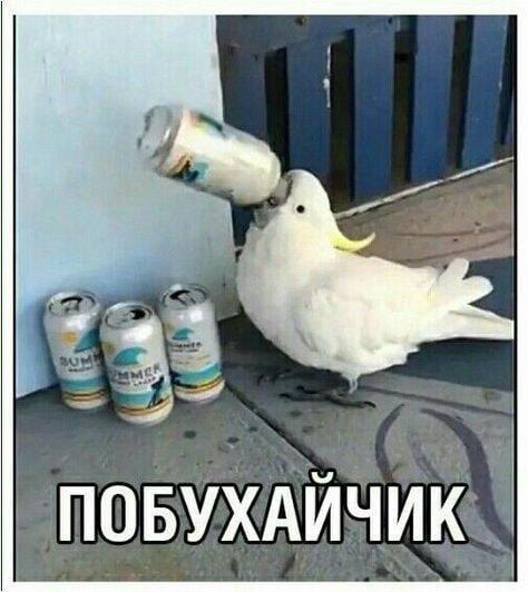 Мем от саня4оус