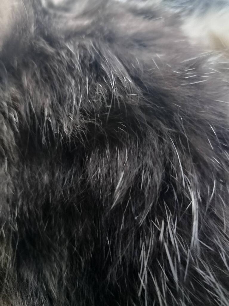 Шерсть моего кошака