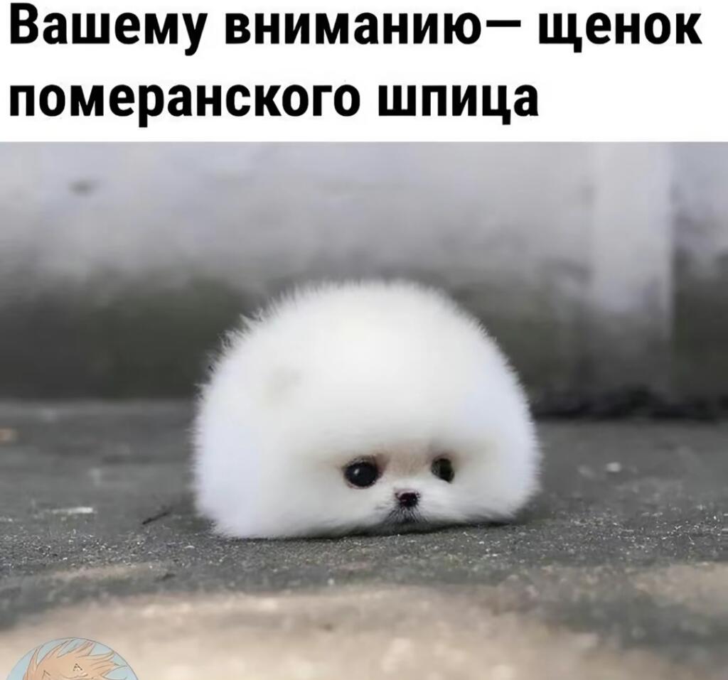 Внимание, очень важновое, не пролистывать