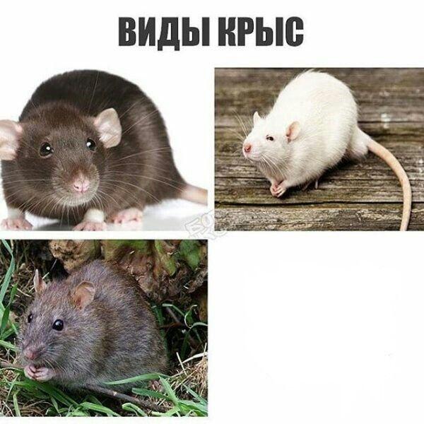 Шаблоны Если что мемы будут
