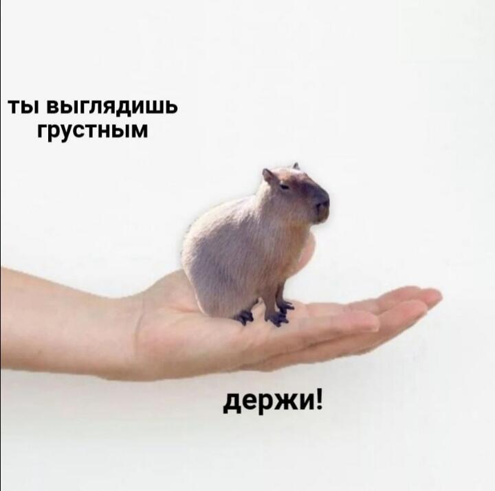 Внимание, вам передали капибару, передавайте её дальше чтобы другие на...