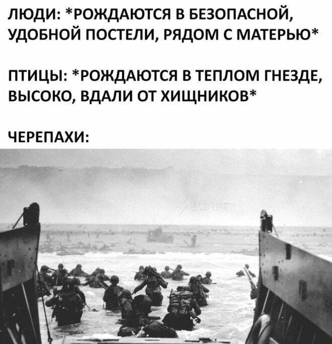 Бедни черепашата