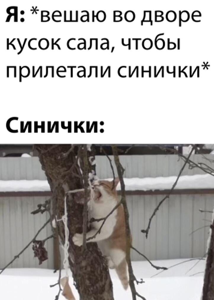 Пару мемов и в закат на месяц >:3