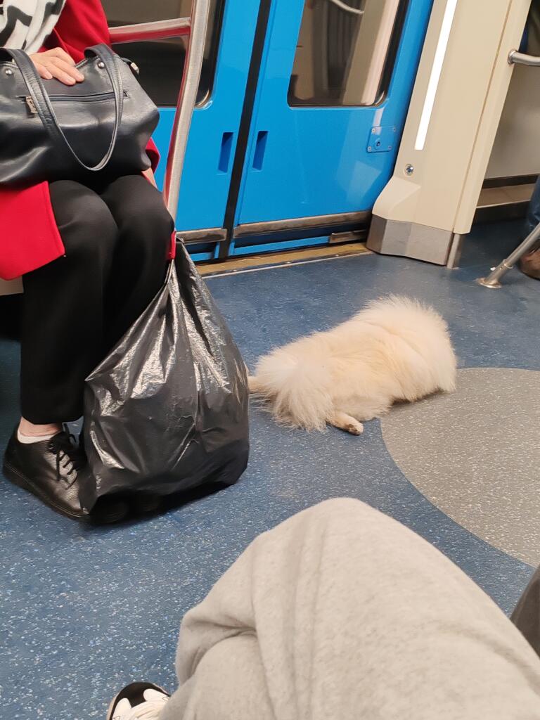 Увидел в метро очень мили шпица❤️
Он ещё ходил по вагону, как будто просил чтобы его погладили