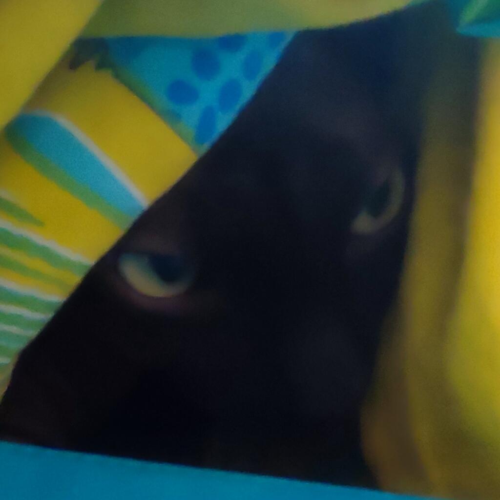 Шпионтро котиро
