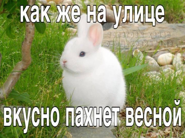 Мем от Weiss