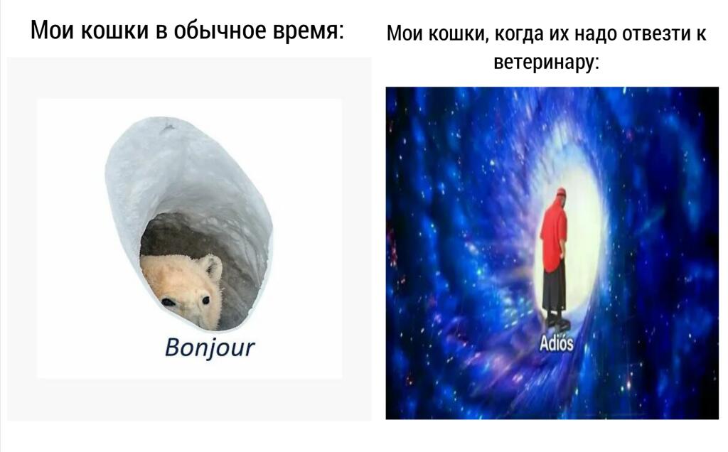 Ох уж эти кошки...