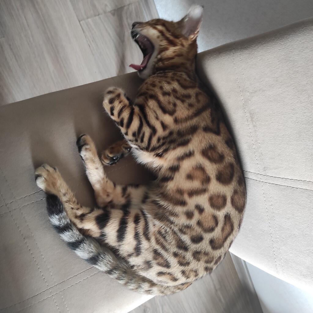 Я: блин почему у меня спина болит
Поза в которой я сплю: