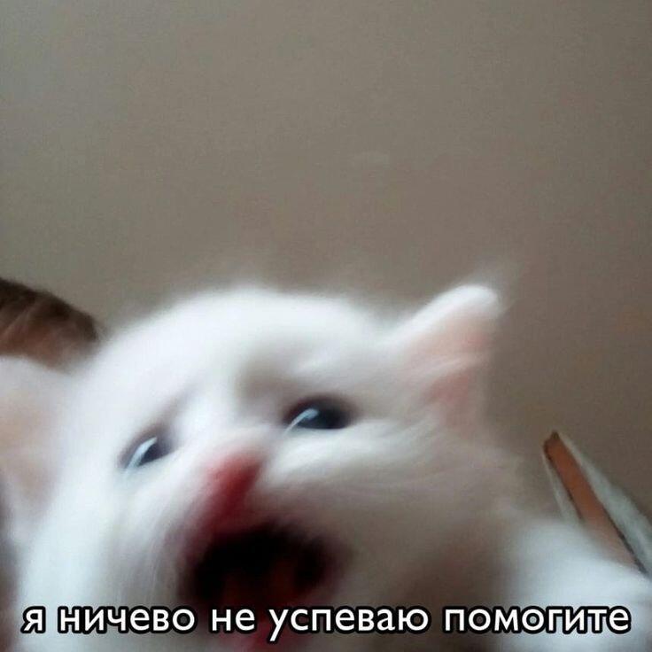 Мем от Сметана CHUP