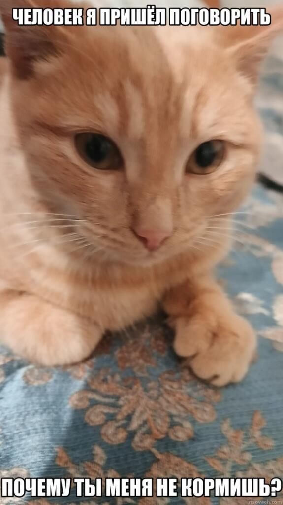 Мем с моим котом