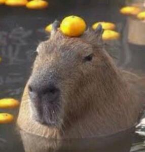 Capybara7887 С.О.М'е