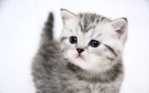 smeshnoy-котик_45k