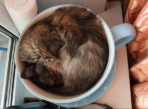 Коточай