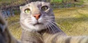 cat_999