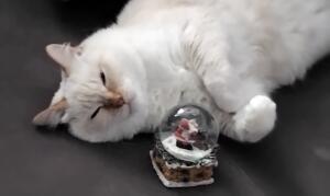 Виктор_Кот