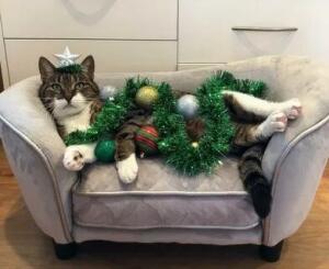 🎄Хэчинс🎄