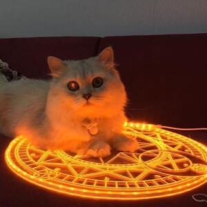 Прикол ✓