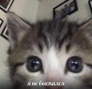 Коть猫Неко(ть)
