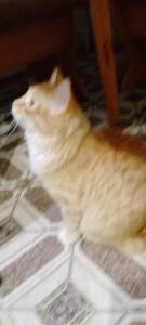 Котяныч