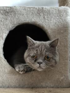 Котозависимость