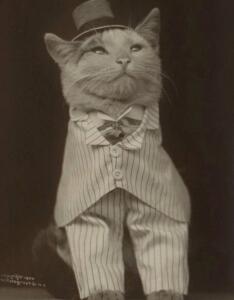Cat_f